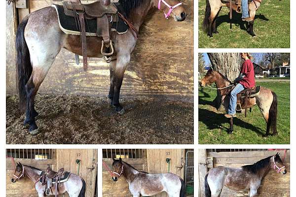 Gorgeous Bay Roan Quarter Pony Mare   12 Hand Bay Roan Pony 