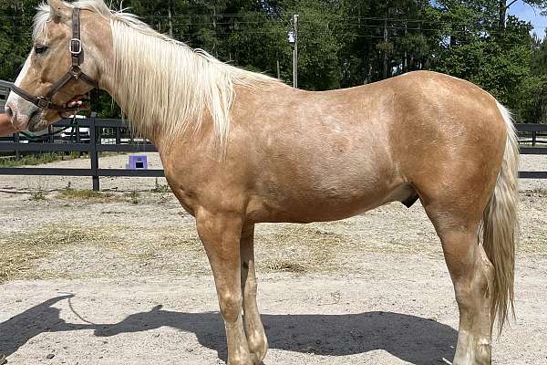 Palomino Qh Gelding