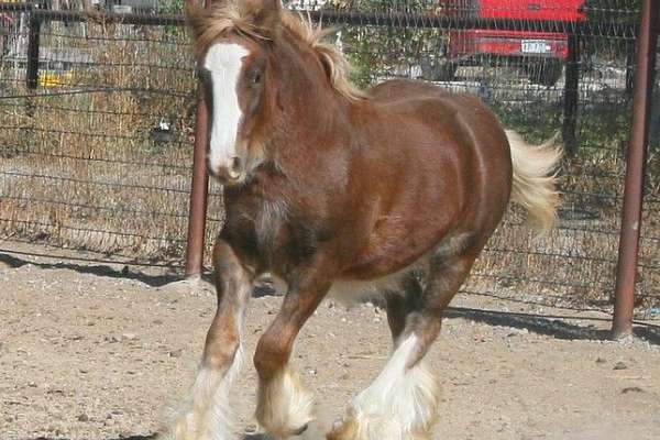 E.S. Samwise Gamgee - Gorgeous Chestnut Colt