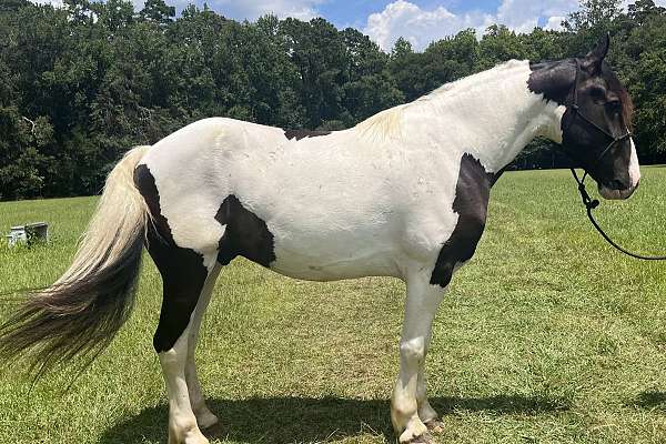 Registered Friesian Cross