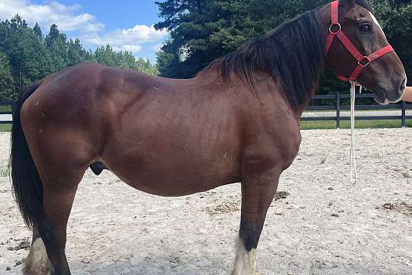 Clyde Cross Gelding