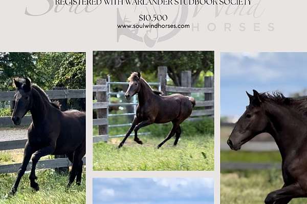 2023 Smokey Black F2 Warlander Filly, Lusitano PRE Friesian Cross