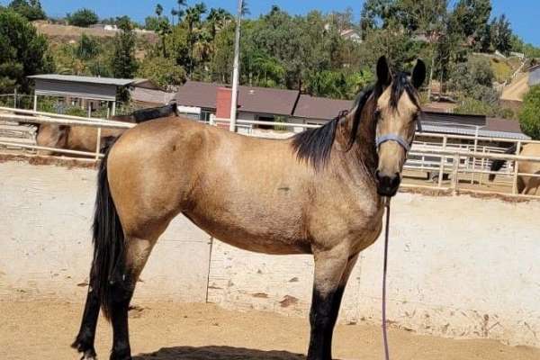 2022 Warlander (Friesian/Andalusian Cross) Mare