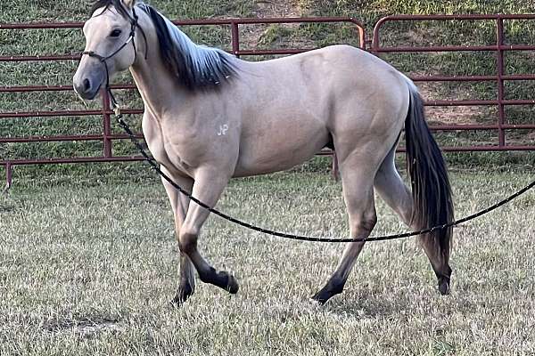 AQHA Dunit in Da Dust Dunskin Yearling Stud Colt