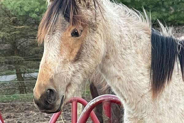 Flashy Buckskin Roan Filly “She’S a Buckskin Lady Wwf”