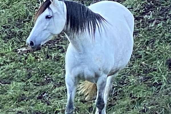 Gorgeous Dapple Grey Proven Broodmare