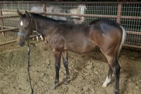 Dark Bay Colt by a Son of Aint Seen Nothin Yet