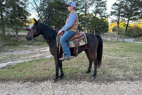 Kentucky Mountain Saddle Horse Gentle - Bojangles