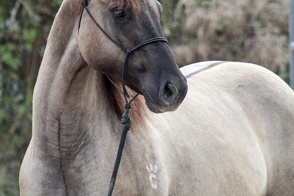 Gorgeous 2022 Aqha Double Hmz Grulla Filly