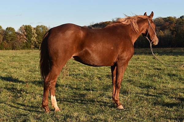 Smart Little Lena Granddaughter, Broodmare and Riding Horse