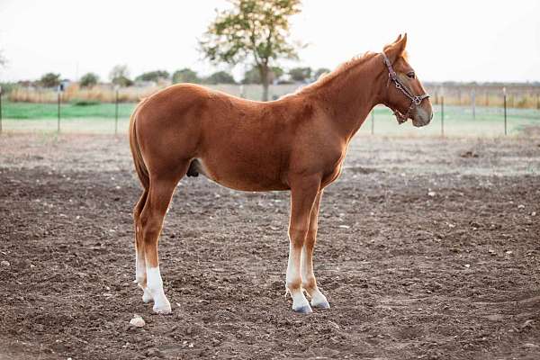 half-draft-sport-horse-colt-friendly-and-halter-broke