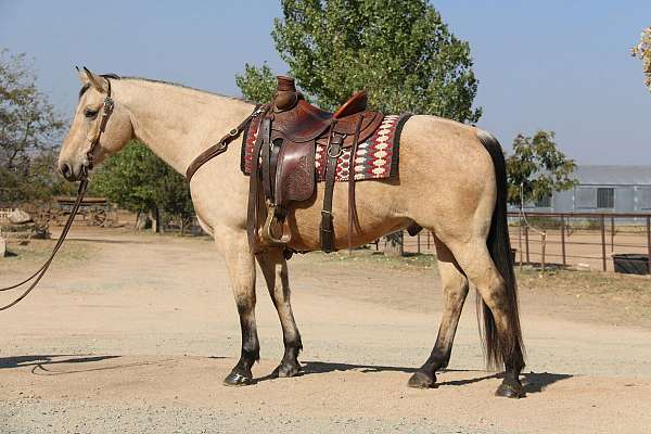 Big Beautiful Buckskin