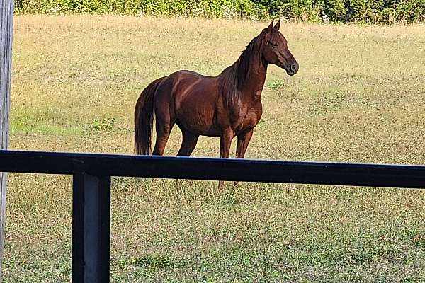 Arabian Cross Gelding