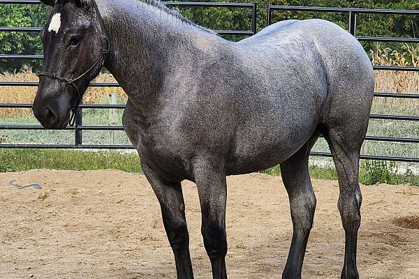 2022 Blue Roan Percheron Quarter Horse Cross Filly