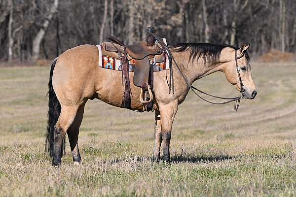 Finished Reiner/Family Horse/Trail Gelding Deluxe!