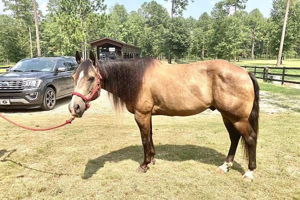 Flashy King Bucky Aka Kc