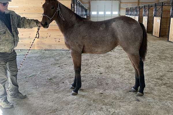 Miss Amos: Bay Roan Half-Draft Filly, Maynard, Arkansas