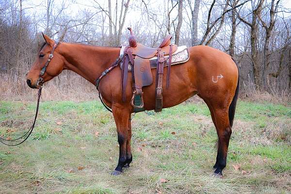 Super Cool AQHA Registered Bay Mare, Ropes, Trail Rides, Well Trained