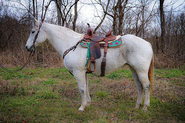 Well Broke AQHA Registered Gray Mare, Been Ranching, Trail Riding