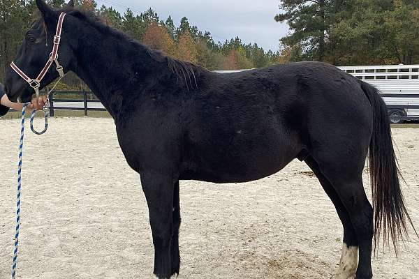 Black Dutch Cross