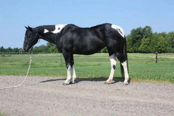 Daughter of a Tru Rolex Ift Stings Color. Homozygous Tobiano