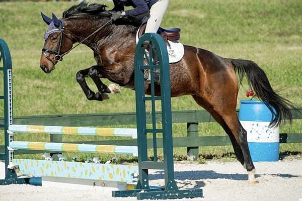 Safe & Comfortable All-Around Warmblood