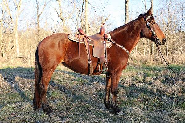 Big Gentle Naturally Gaited Bay Kentucky Mountain Mare, Ride & Drive