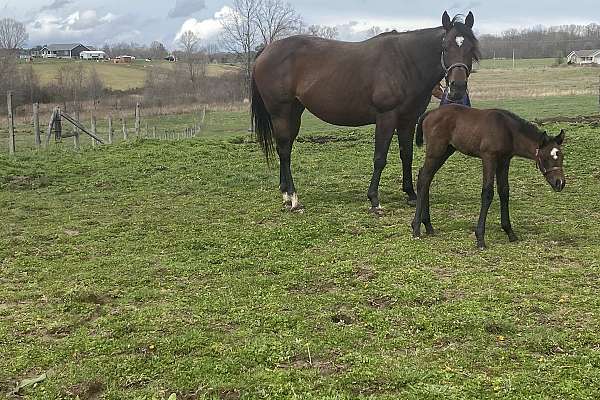 Broodmare   Bay White Sock Snip Horse 