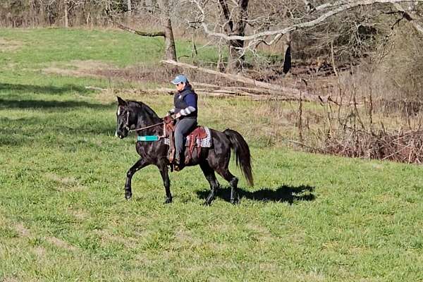 Ritz *flashy *fun *sweet * Smooth *gaited *tennessee Walker *gelding