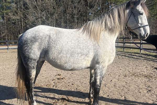 Grey Percheron Cross