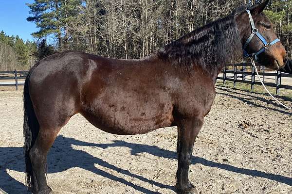 Registered Friesian Mare