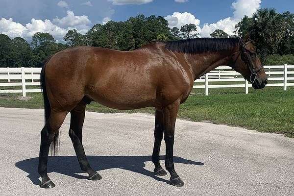 Older TB Gelding Companion/Trail Horse