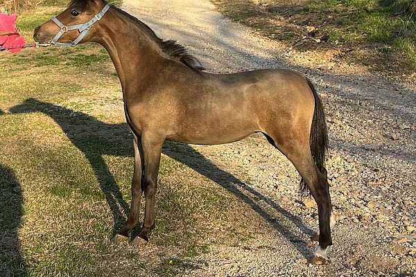 ASPC/AMHR Filly Sired by 2x Congress Grand Stallion