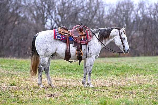 Metallic Cat - Finished Cutting/Family Horse