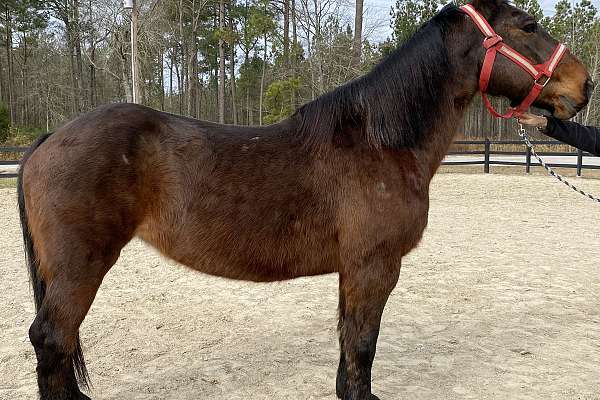 Bay Draft Cross Mare