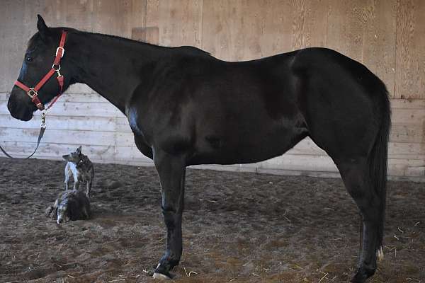 Young AQHA Mare