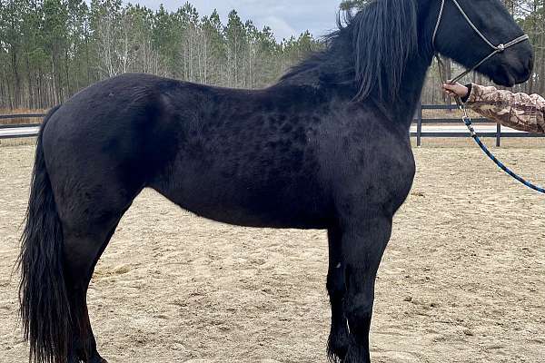 Registered Friesian Mare