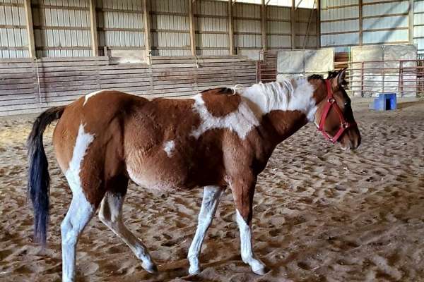 Durango Roping Reining Barrels and or Trail Horse. Gson of a Tru