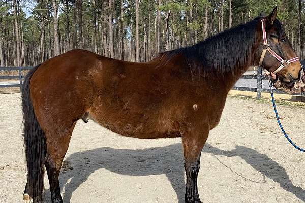 Registered Bay Gelding