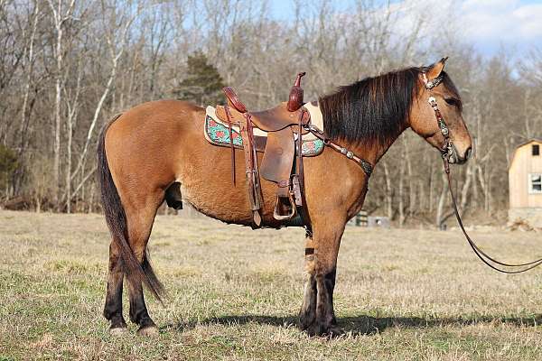 Gorgeous Lineback Dun Crossbred Gelding, Family Friendly and Gentle