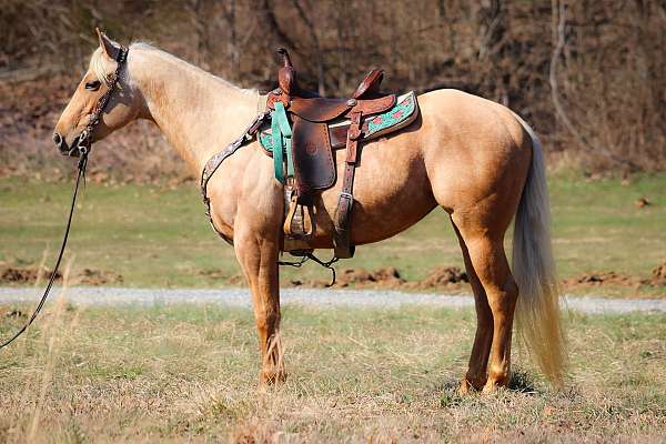 Gorgeous Registered Golden Dapple Palomino Quarter Horse Mare, Nice