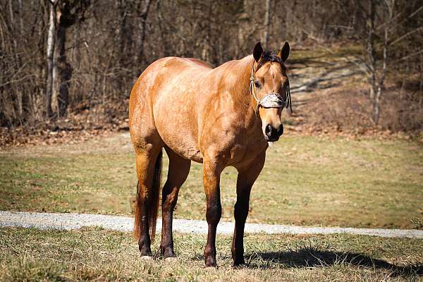 Gorgeous AQHA Golden Dapple Buckskin Gelding, Ropes, Ranch Ride, Gentle