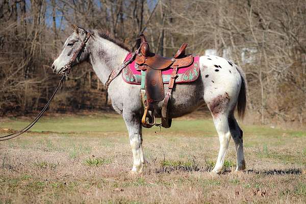 Loud Colored Fancy Leopard/Varnish Roan Appaloosa Mare, Trail Ride