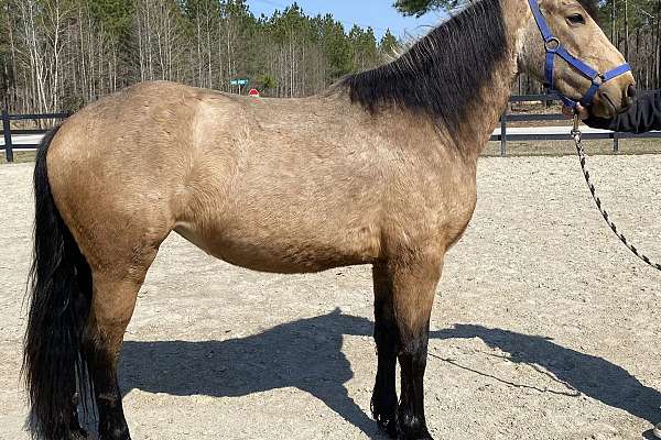 Buckskin Friesian Mare