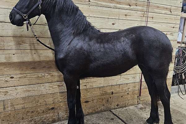 Registered Friesian Sporthorse Filly 3/4