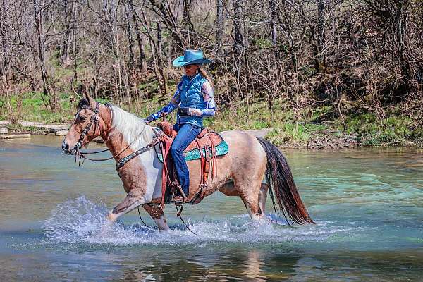 Flashy Buckskin and White Morgan Paint Crossbred Mare, Rides and Drives