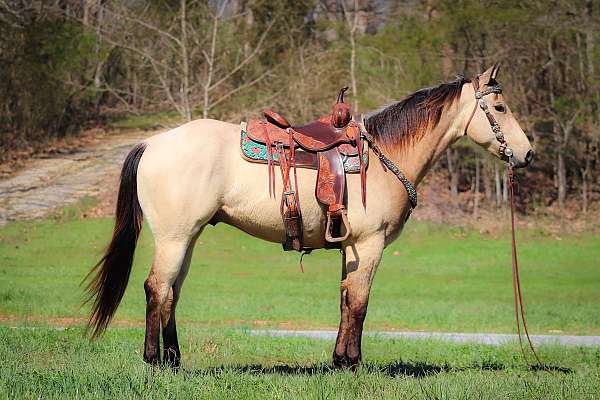 Gorgeous AQHA Registered Buttermilk Buckskin AQHA Gelding, Ranch Work Trail