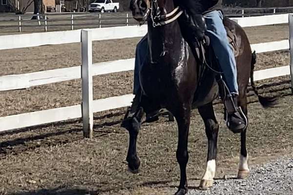 Paso Fino Trail Gelding