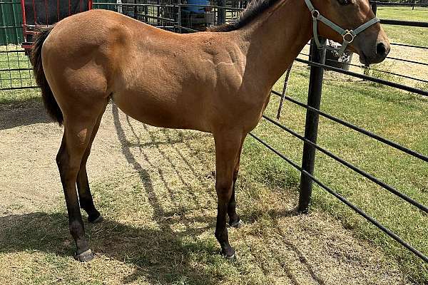 AQHA Bay Filly