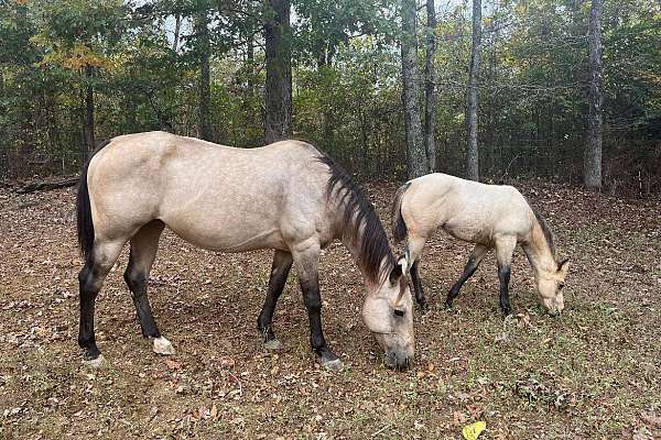 AQHA Buckskin Mare